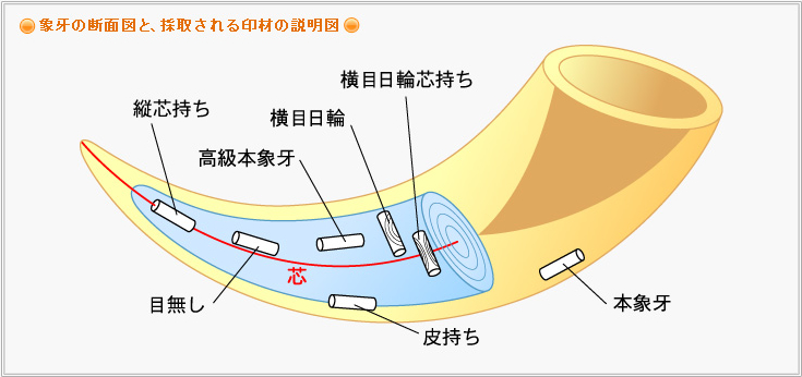 象牙の断面図と、採取される印材の説明図